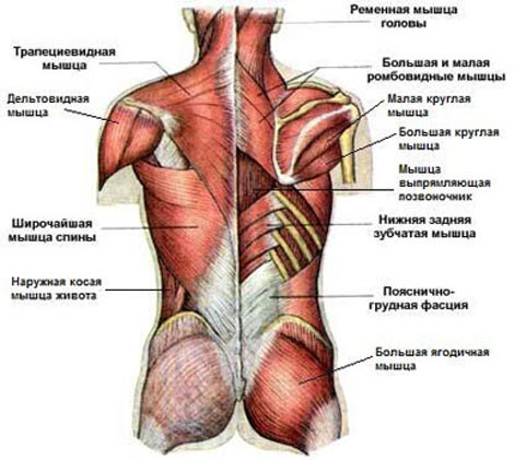 Поверхностные мышцы спины