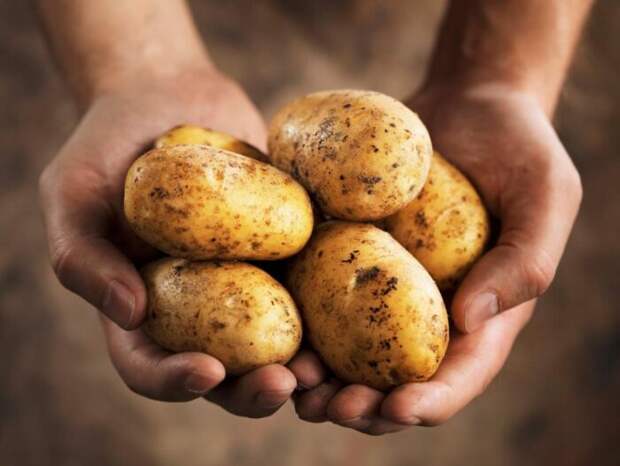 Картофель один из самых высококалорийных овощей. / Фото: famt.ru