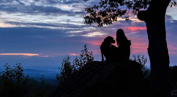 Трехлетняя девочка потерялась в лесу; полицейская операция не принесла результата. Спасителем малышки стал старый полуслепой пес