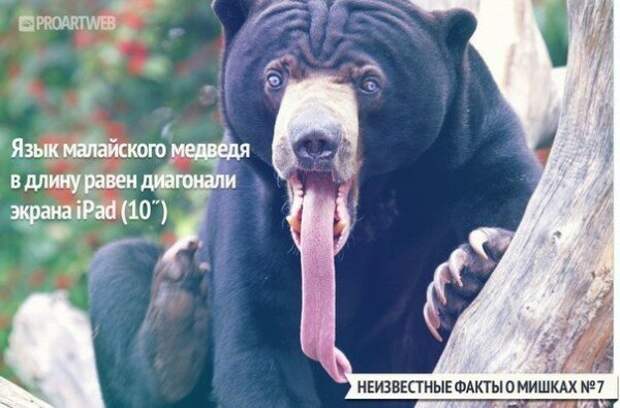 Неизвестные факты о мишках медведи, факты, фауна
