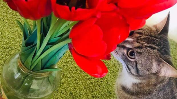 Любитель тюльпанов Жорик стал победителем десятой недели конкурса «Главный котик Омска»
