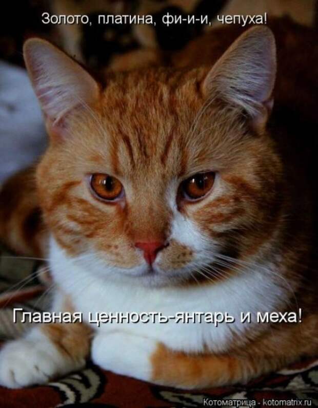 Сборник весёлых котоматриц (35 шт)