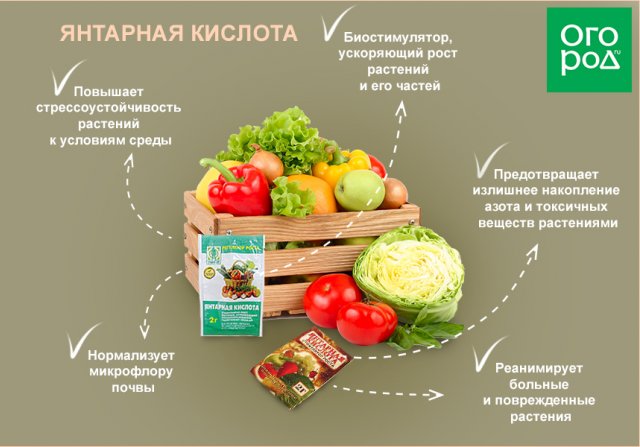 Полезные свойства янтарной кислоты для растений
