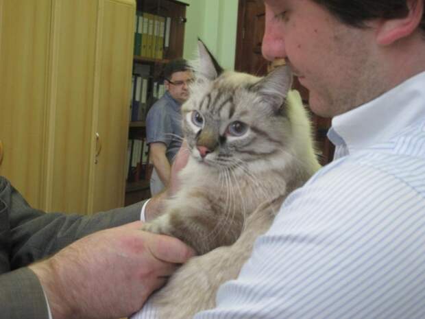 Избирком Екатиринбурга отказал коту в регистрации в качестве кандидата в мэры