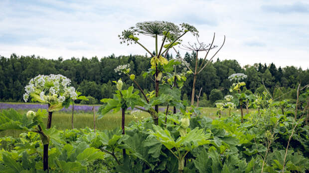 Единую службу борьбы с борщевиком создадут в Ленобласти