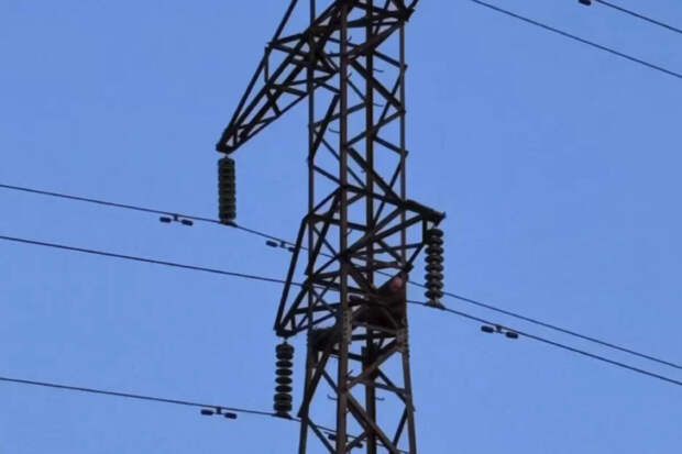 Минэнерго Молдавии: ЛЭП Исакча - Вулканешты отремонтирует Украина