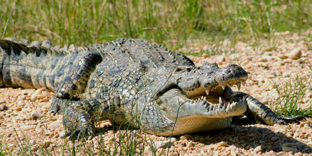 Крокодилы. Интересные факты животные, крокодил, крокодилы, факты