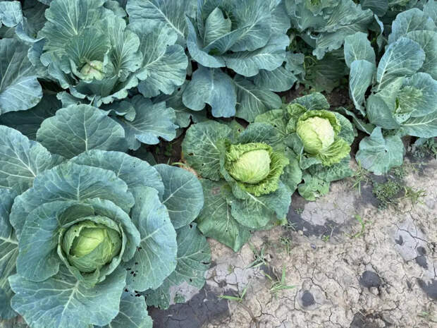 Стакан в лунку — и капуста наливается тугая: секретный лайфхак плотных кочанов без трещин