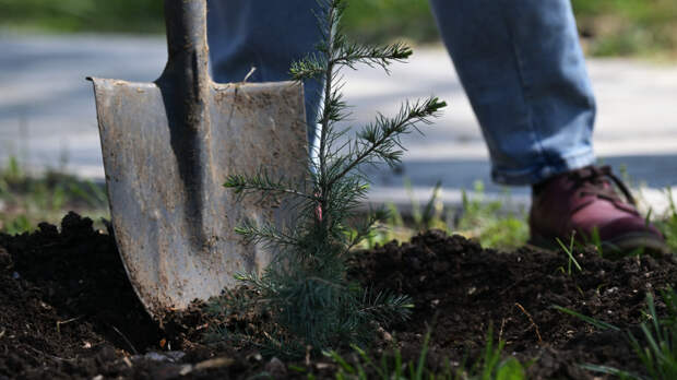В России стартовала акция «Сад памяти»