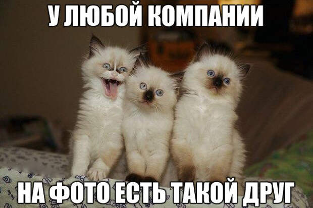Смешные фото приколы и мемы с котами и кошками Смешные фото приколы и мемы с котами и кошками животные, коты, прикол, юмор