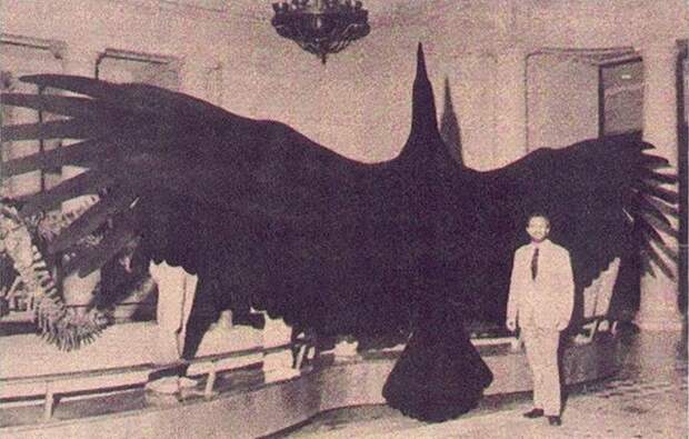 Тайна «Громовой птицы» описанной в легендах коренных американцев, изображение №4