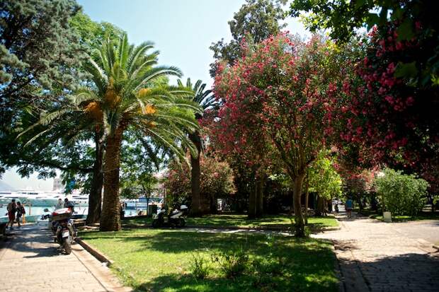 Цветы и деревья в Будве