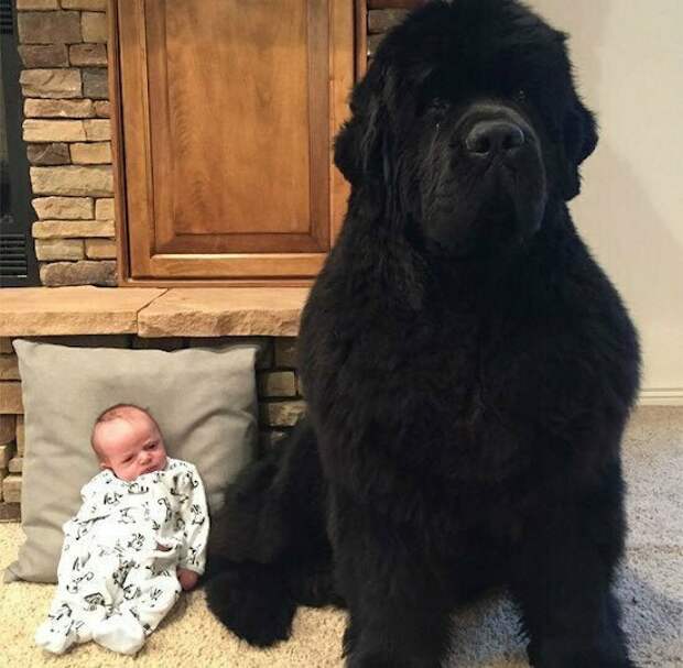 Не пес, а медведь