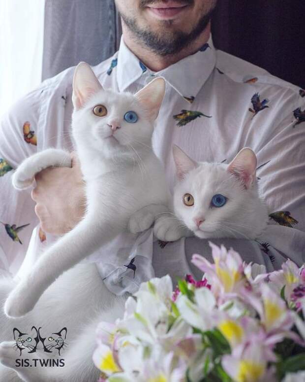 11 фотографий очаровательных кошек-близнецов с гетерохромией
