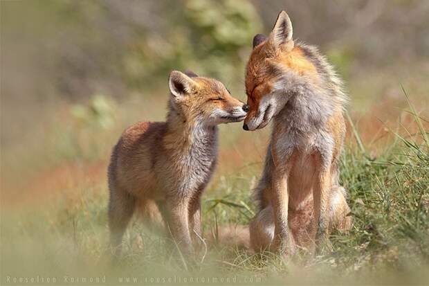 fox09 fox09 Душещипательные фотографии очаровательных лисят