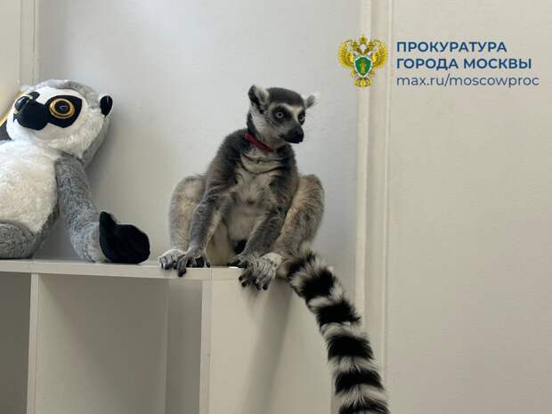 Прокуратура Москвы показала на видео изъятие из антикафе кошачьего лемура