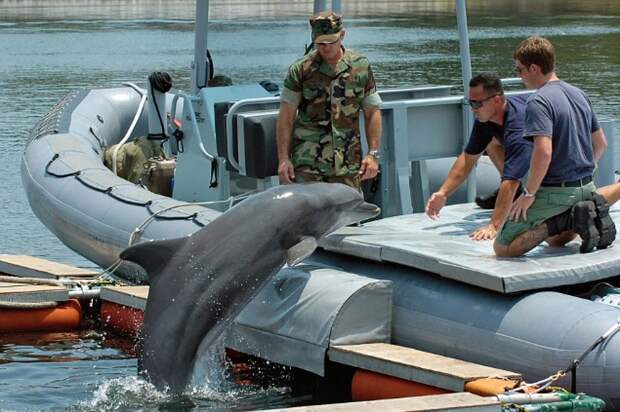 Сейчас существует только два центра подготовки морских животных - база Сан-Диего в США и Севастополь 