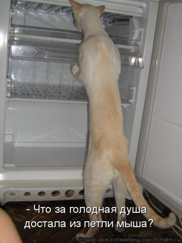 Лучшая котоматрица недели (16 фото) Лучшая котоматрица недели (16 фото)