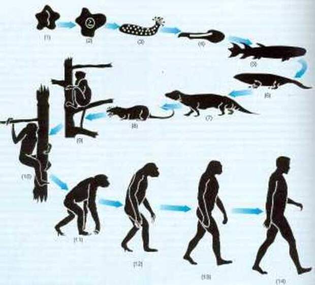 Откуда появился человек - не по Дарвину