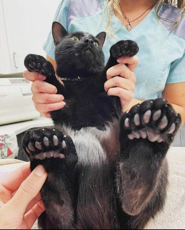 У кого такие большие лапы? У кого такие большие лапы?