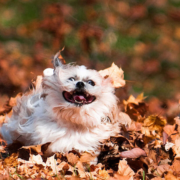 16 cамых забавных осенних фотографий собачек dogsnfall09 16 cамых забавных осенних фотографий собачек