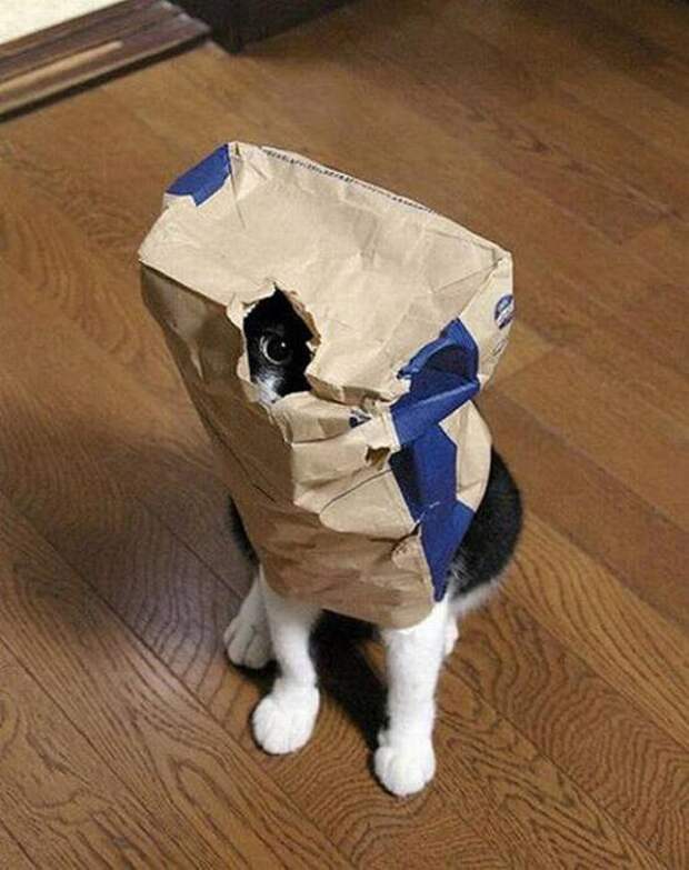 Котики