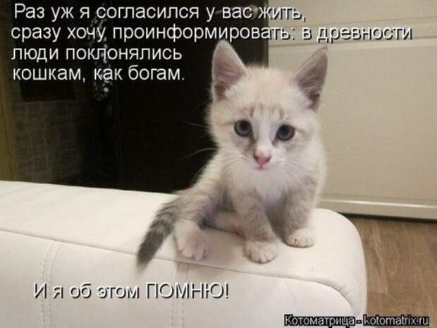 Лучшие котоматрицы за неделю (36 шт)