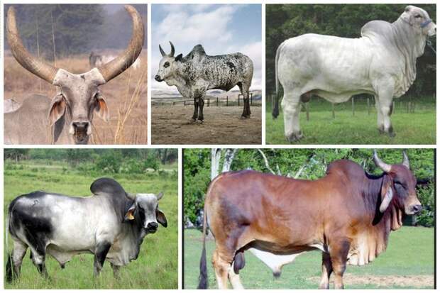 Зебу представляют собой тип крупного рогатого скота, происходящего из Южной Азии буренки, животные, интересное, коровы, красота, породы