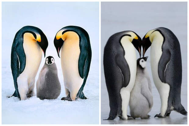 Семья интересное, пингвины, факты, фауна