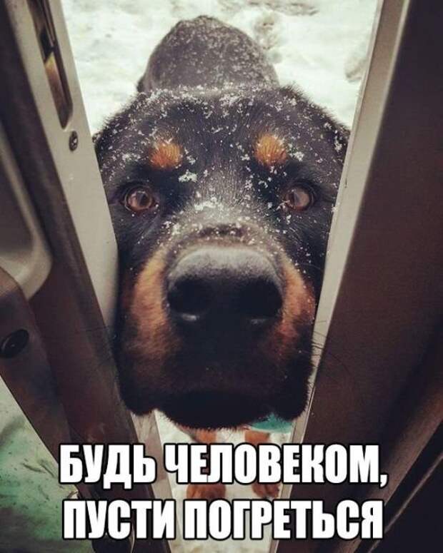 Прикольные картинки (15.12.16)