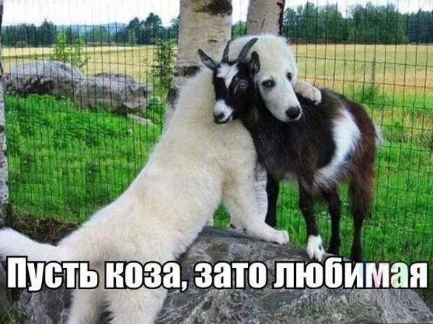 прикол, животные собаки