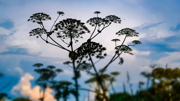 В Подмосковье обработали более 2 тысяч га земель от борщевика