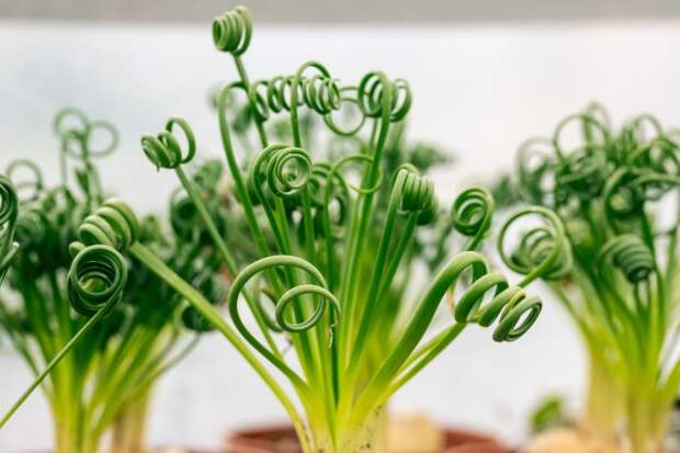 Альбука спиральная (Albuca spiralis)