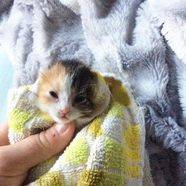 Без кота и жизнь не та
