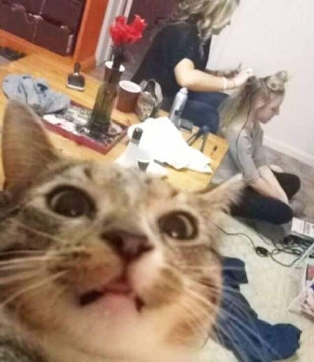 Животные тоже любят селфи Животные тоже любят селфи