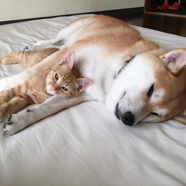Без кота и жизнь не та