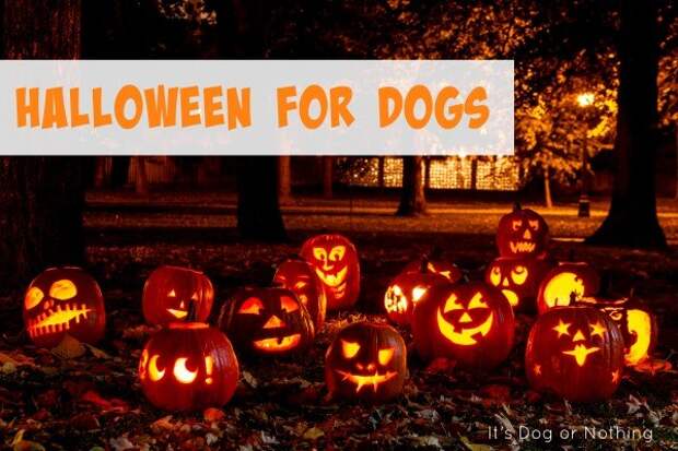 Halloween for Dogs
