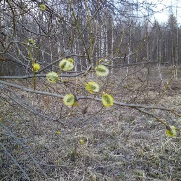 Фото дня: «заячьи хвостики» в Бескудниковском стали желтыми