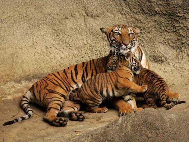 Малайский тигр: описание, фото