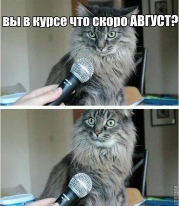 Смешные фото приколы и мемы с котами и кошками Смешные фото приколы и мемы с котами и кошками животные, коты, прикол, юмор