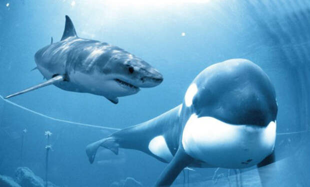 Косатка против акулы: кто главный хищник океана