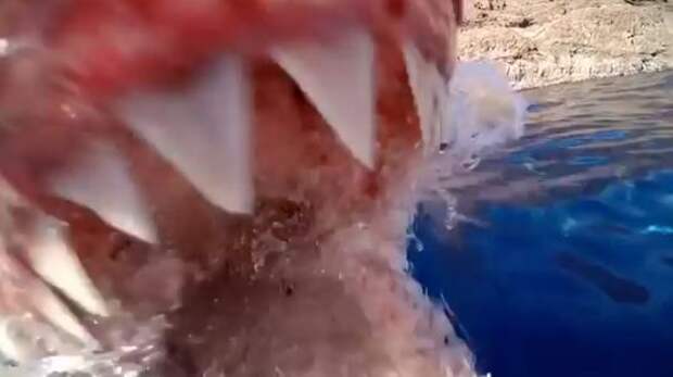 Спасшийся фотограф заснял пасть акулы изнутри