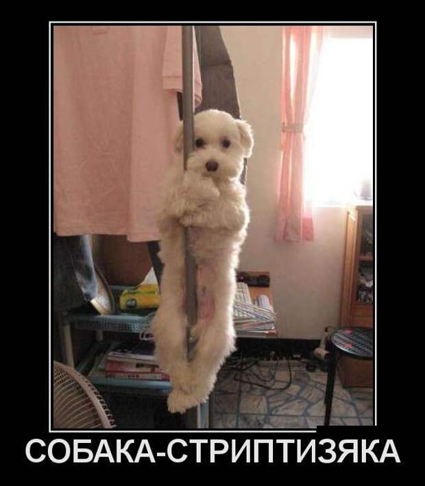 Демотиваторы демотиваторы, прикол, юмор