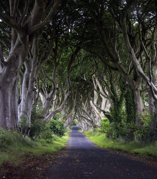 Mysterious trees in Ireland - 3