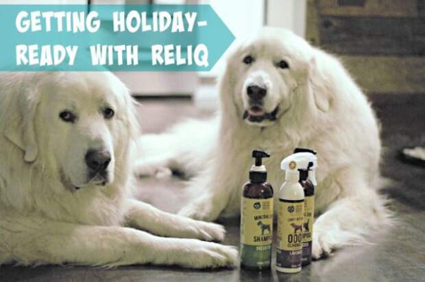 It's Dog or Nothing | Getting Holiday-Ready with RELIQ