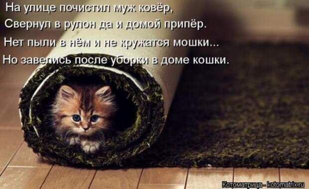 Котоматрицы (картинки с надписями)
