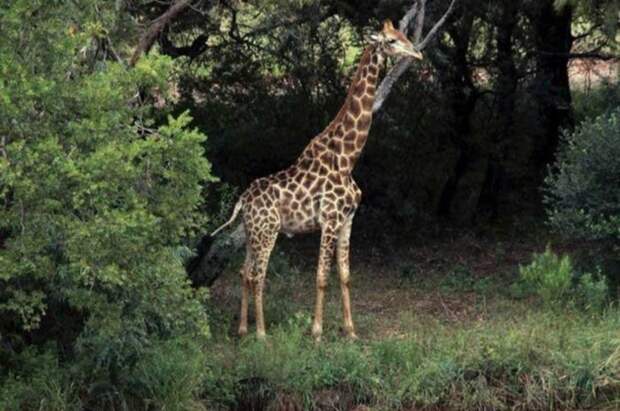 Цена крупного плана: в ЮАР жираф убил кинорежиссера ynews, африка, дикая природа, жираф, несчастный случай, режиссёр