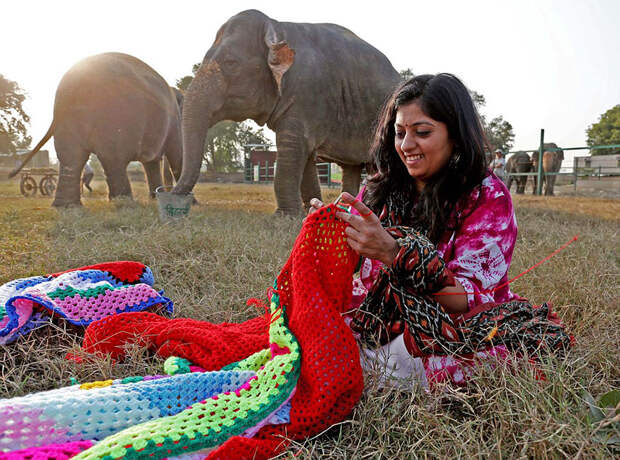 Тепло людских сердец: волонтёры вяжут огромные свитера, чтобы согреть слонов в непогоду