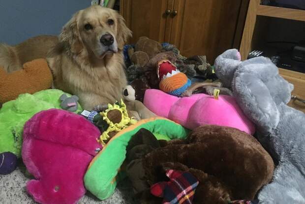 Собака-терапевт каждый вечер приносит в кровать разные игрушки