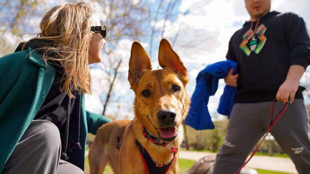Москвичам рассказали, как обезопасить своего питомца от травм